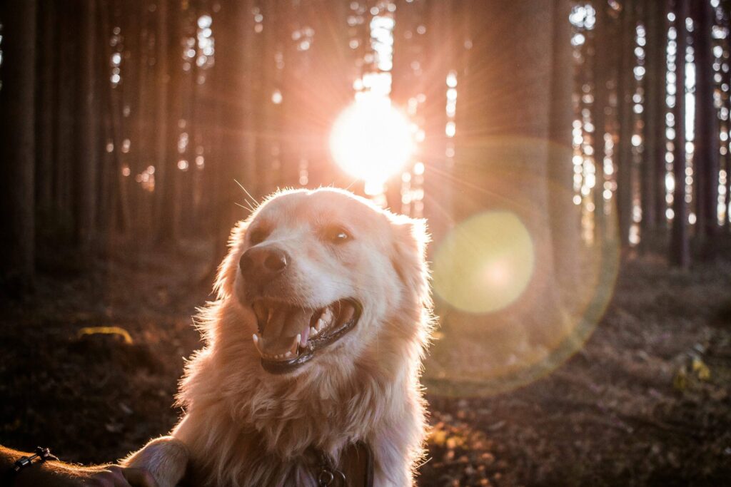 Gli animali domestici sono ammessi in quasi tutti gli appartamenti turistici dell'agenzia MyHome Dolomiti a Madonna di Campiglio